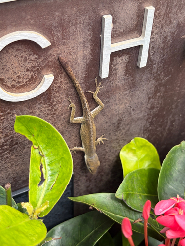 Anolis carolinensis observed 2026-08-05