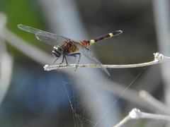 Erythemis