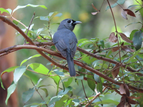 Black-faced Monarch (Monarcha melanopsis), photo 6