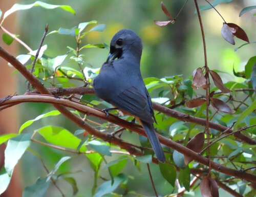 Black-faced Monarch (Monarcha melanopsis), photo 7