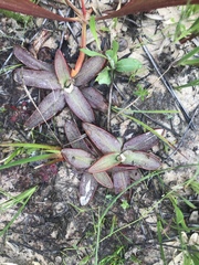 Pinguicula planifolia