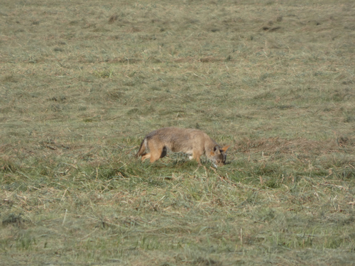 Coyote