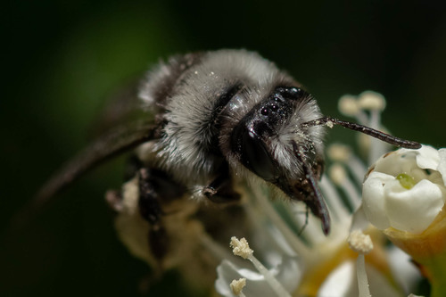 Ashy Mining Bee
