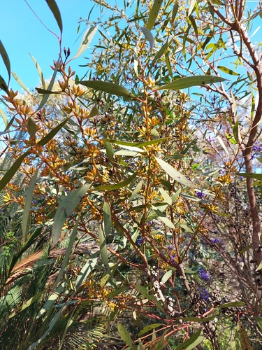 Eucalyptus foecunda observed 2026-08-06