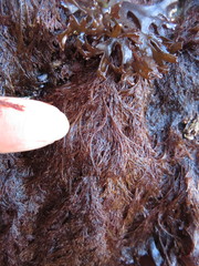 Microcladia borealis