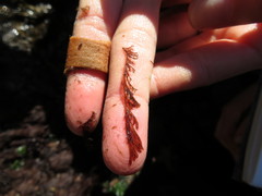 Microcladia borealis