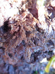 Callithamnion pikeanum