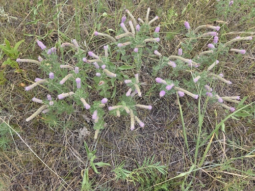 Silky Prairie Clover