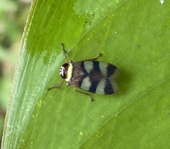 Licontinia introducens