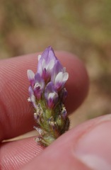 Astragalus didymocarpus