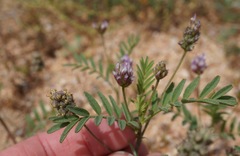 Astragalus didymocarpus