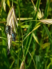 Malachius australis