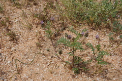 Astragalus didymocarpus