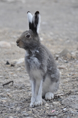 Lepus arcticus