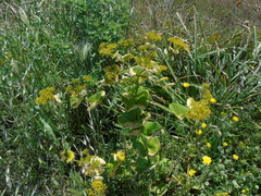 Smyrnium perfoliatum rotundifolium