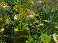 Smyrnium perfoliatum rotundifolium