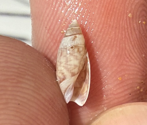 Olivella baetica, 2026-08-05