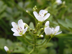 Cardamine amara