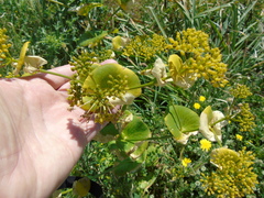 Smyrnium perfoliatum rotundifolium