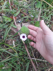 Ipomoea grandifolia