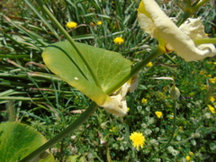Smyrnium perfoliatum rotundifolium