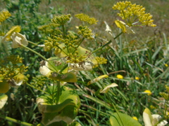 Smyrnium perfoliatum rotundifolium