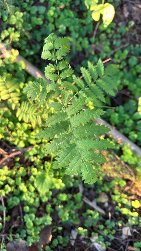 European mountain ash