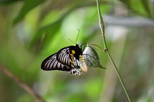 Troides hypolitus