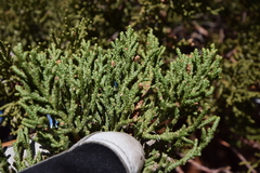 Juniperus grandis