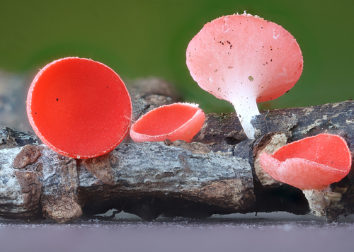 Sarcoscypha