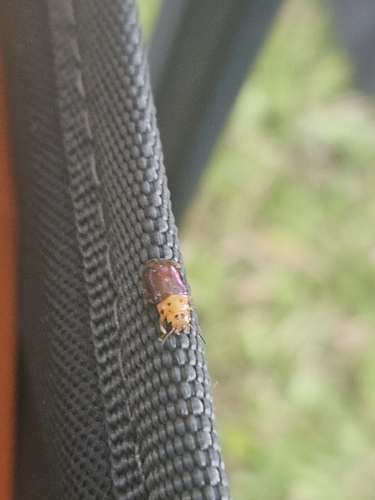 Platymela sticticollis