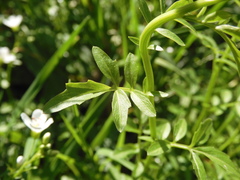 Cardamine amara