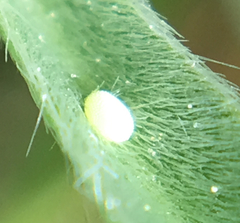 Icaricia icarioides missionensis