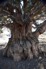 Juniperus grandis