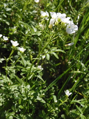 Cardamine amara