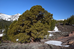Juniperus grandis