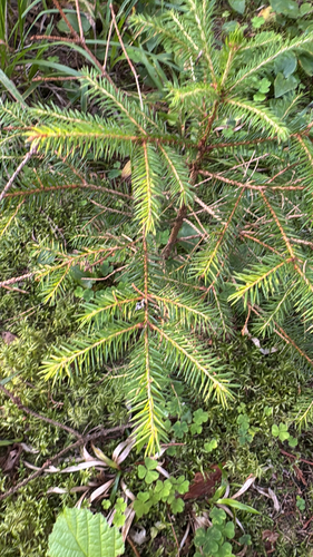 Norway spruce