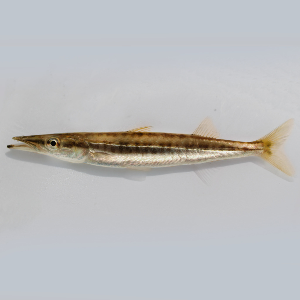 Northern Sennet