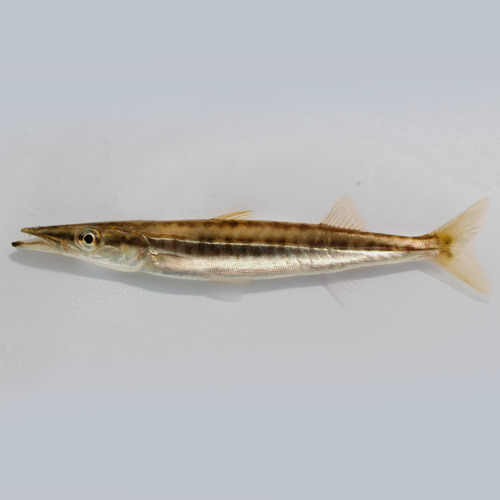 Northern Sennet