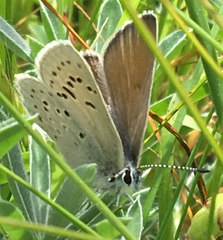 Icaricia icarioides missionensis