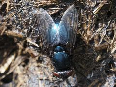 Protophormia terraenovae