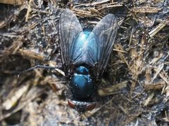 Protophormia terraenovae