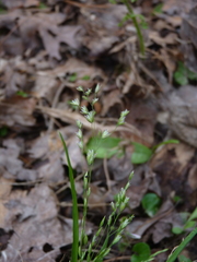 Poa alsodes