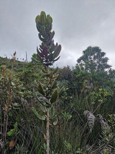 Pancheria hirsuta observed 2026-07-21