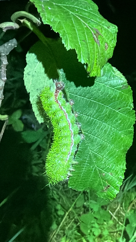 Io Moth, photographed at Kingfisher Hollow