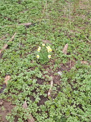 Narcissus