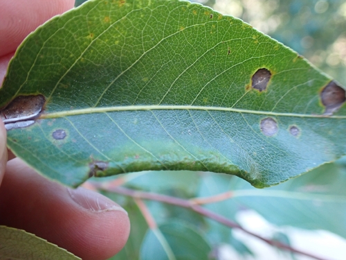 iNaturalist observation photo of Thecabius populiconduplifolius