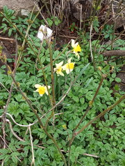 Narcissus