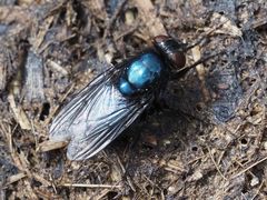 Protophormia terraenovae