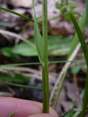 Poa alsodes